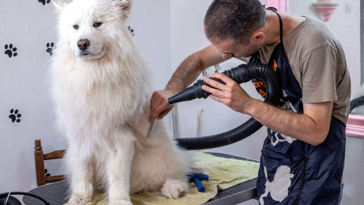 Pet Supplies Sale -Pet Supplies Sale 3