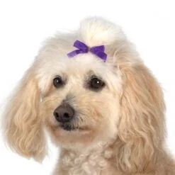 Aria Multi Colour Bow Canister 3/8in 100 PC -Pet Supplies Sale AR 16199 2