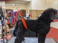 GroomTech Biothane Belly Strap Set - Teal -Pet Supplies Sale GT BS01