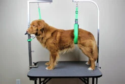 GroomTech Biothane Safety Grooming Tether [Colour: Teal] -Pet Supplies Sale GT SGT01 TE 1