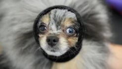 Happy Hoodie Black, X-Small -Pet Supplies Sale HH 00 BK 3