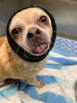 Happy Hoodie Black, X-Small -Pet Supplies Sale HH 00 BK 4