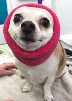 Happy Hoodie Pink, Pack Of 2 -Pet Supplies Sale HH 01 PK 4