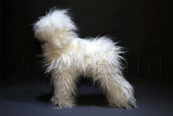 Mr. Jiang Teddy Bear Full Body Coat / Model Dog [White] -Pet Supplies Sale MJ TB02W 7