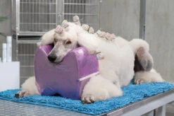 Show Tech Topknot Cushion Pillow Glitzy Purple - Medium -Pet Supplies Sale ST 94915 2