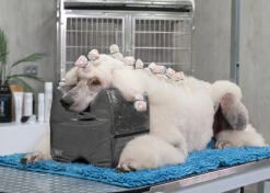 Show Tech Topknot Cushion Pillow Glitzy Black - Medium 12 Show Tech Topknot Cushion Pillow Glitzy Black - Medium -Pet Supplies Sale ST 94918 4