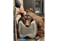 Show Tech Topknot Cushion Pillow Glitzy Black - Large -Pet Supplies Sale ST 94919 5