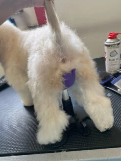 Aeolus Dog Grooming Stand / Saddle For Holding Dogs -Pet Supplies Sale T FT8108SD S 5