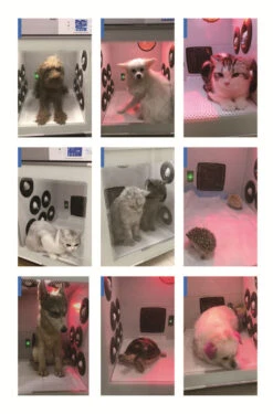 KissGrooming Pet Drying Cabinet 907TN With 3 Motors -Pet Supplies Sale T TD907TN 6